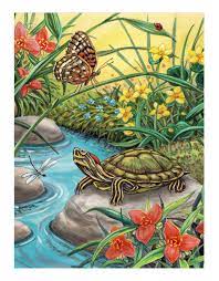 Red Eared Slider