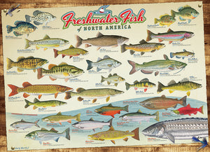 Freshwater Fish of North America