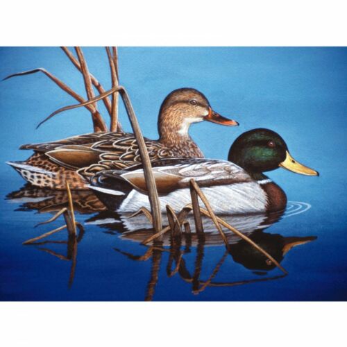 Blue Water Mallards